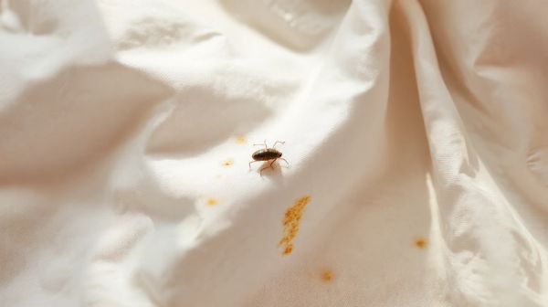 Les meilleures stratégies pour repérer des punaises de lit